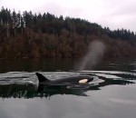 groupe Une rencontre avec des orques dans un bras de mer