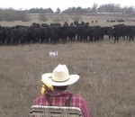 troupeau fermier Il joue Jingle Bells au trombone à ses vaches