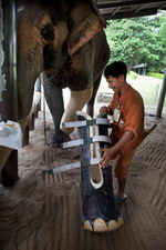 prothese patte Prothèse de patte pour éléphant