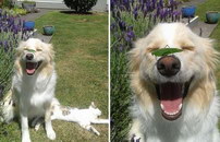 heureux Un chien heureux avec une sauterelle sur la truffe