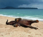 plage eau sable Un éléphanteau découvre la plage