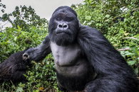 gorille Photo prise juste avant une mandale de Gorille