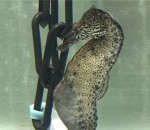 aquarium L'accouchement d'un hippocampe mâle