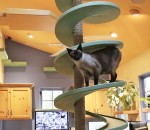 chat Une maison transformée en terrain de jeux pour chats