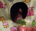 rat Un rat n'aime pas les brocolis