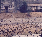 invasion Les oiseaux