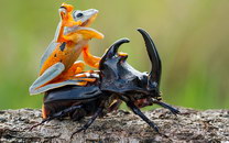 rodeo Une grenouille fait du rodéo sur un scarabée
