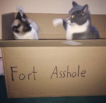 carton chat Fort Asshole