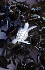 tortue Bébé tortue albinos