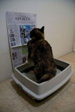 journal Un chat lit le journal aux toilettes