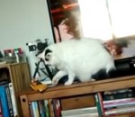 obeir jouet Un chat obéissant