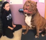 chien Hulk, le plus gros pitbull du monde