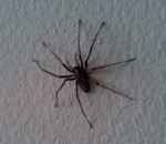 araignee invasion Une invasion d'araignées dans un appartement