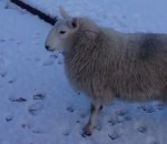 orphelin mouton Quand un mouton se prend pour un chien