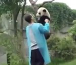 zoo panda Un panda descend d'un arbre contre un câlin