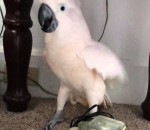 veterinaire Un perroquet pas content d'aller chez le vétérinaire