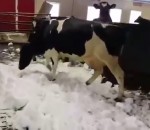 vache Des vaches folles dans la neige
