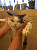 chat bain Tu me le paieras !