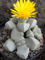 pierre Lapidaria margaretae, une plante qui ressemble à des pierres