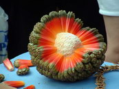 pandanus Fruit de pandanus (hala fruit)