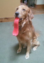 langue chien jouet Un chien tire la langue