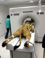 scanner Un lion passe un scanner
