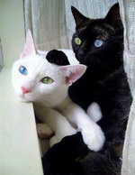 bleu chat blanc Yeux vert et bleu