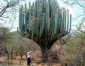 cactus Cactus au Mexique