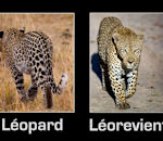 leopard Léopard et Léorevient
