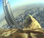 aigle Un aigle réalise une descente à pic depuis la Burj Khalifa (POV)