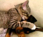 chiot mignon Un chat prend soin d'un chiot malade