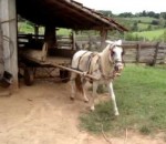 garer Un cheval attelé à une charrette se gare