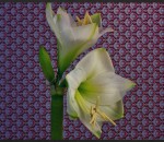eclosion Flowers (Timelapse vintage avec des fleurs)