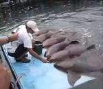 bassin Un homme nourrit des requins-nourrices