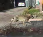 solitaire Un loup dans une village des Pays-Bas