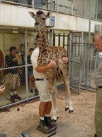 girafe bebe peser Comment peser un bébé girafe