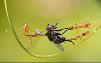 mouche Des fourmis se disputent une mouche