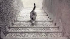 escalier Ce chat monte ou descend les escaliers ?