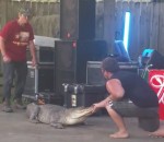 dresseur Un homme mordu par un alligator