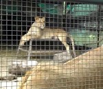 accouplement Un chien dans la cage aux lions