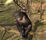 singe zoo Un chimpanzé attaque un drone avec un bâton