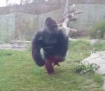 vitre Attaque d'un gorille dans un zoo
