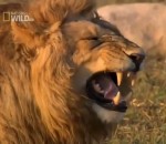 montage Un lion a un fou rire
