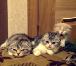 baillement Bâillement contagieux sur des chatons