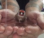 bain eau oiseau Un oiseau prend un bain dans les mains de son maitre