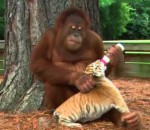 singe biberon Un orang-outan donne le biberon à des bébés tigres
