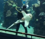 aquarium Un requin-léopard demande un câlin