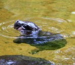 eau nager Un bébé hippopotame nain prend son premier bain
