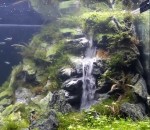 chute Cascades dans un aquarium