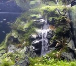 eau cascade chute Cascades dans un aquarium